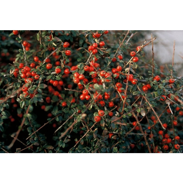 Cotoneaster suec. Coral beauty - Dwergmispel