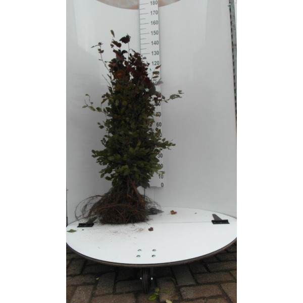 Fagus sylvatica Atropunicea | Rode beuk | Kale wortel
