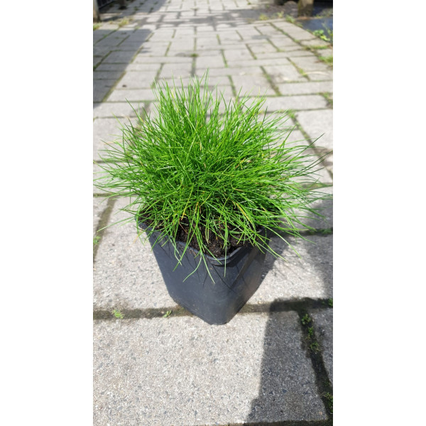 Zwenkgras - Festuca gautieri