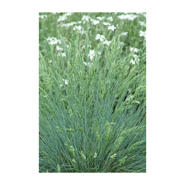 Festuca glauca Blaufuchs - Blauw schapengras -