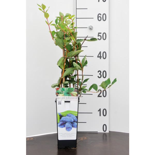 Honingbes - Lonicera k. "Fialka'