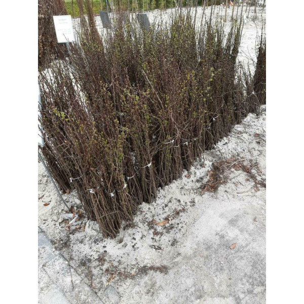 Crataegus monogyna | meidoorn | Kale wortel