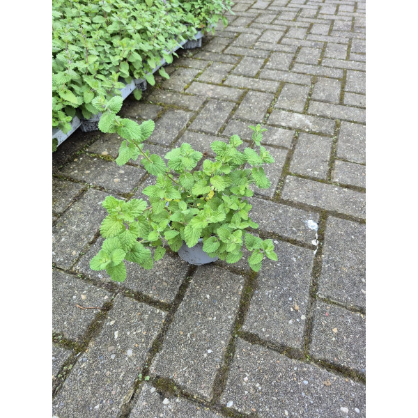 Nepeta nervosa - Kattenkruid -