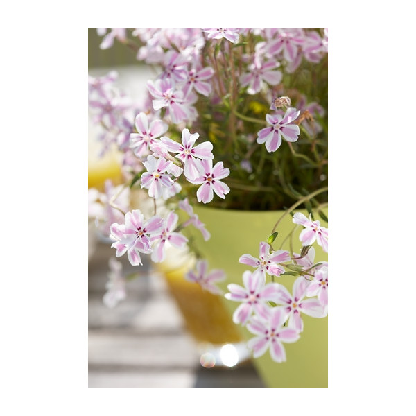 Phlox subulata Candy Stripes - Vlambloem