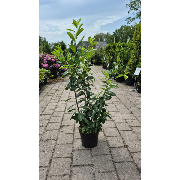 Prunus laurocerasus Novita - Laurier