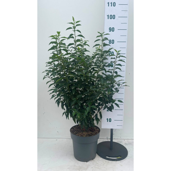 Prunus lusitanica Angustifolia | Portugese laurier