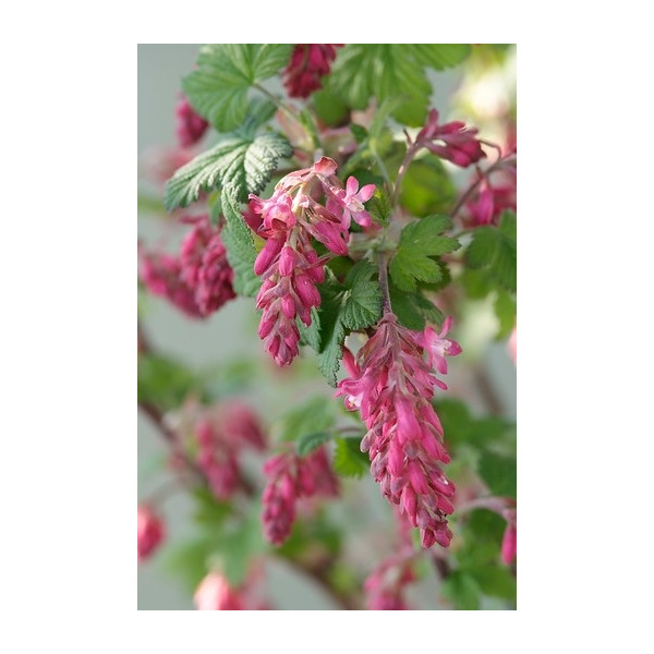 Ribes sanguineum King Edward VII - Ribes