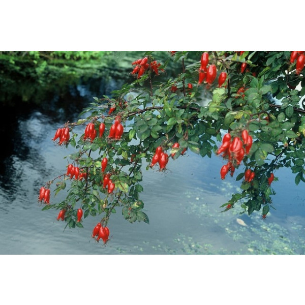 Rosa canina - Hondsroos