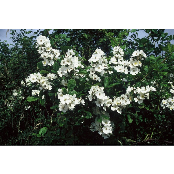 Rosa multiflora - Veelbloemige roos