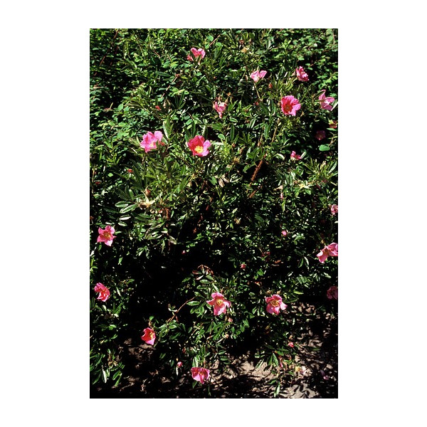 Rosa nitida - Glansroos