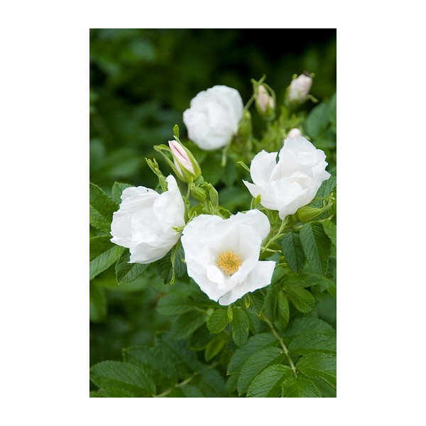Rosa rugosa Alba - witte bottelroos