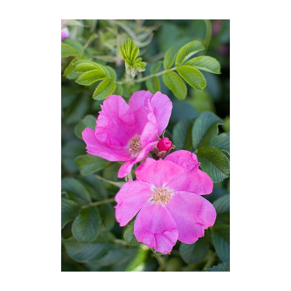 Rosa rugosa Rubra - Bottelroos