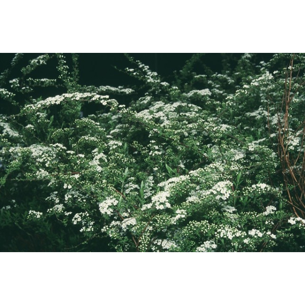 Spiraea arguta - Spierstruik - Spirea