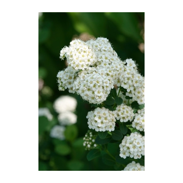 Spierstruik - Spiraea betulifolia Tor - Spirea