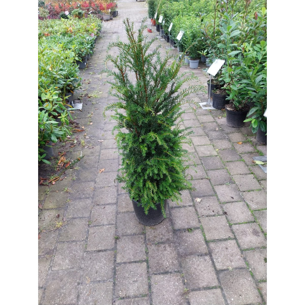 Taxus baccata- Venijnboom