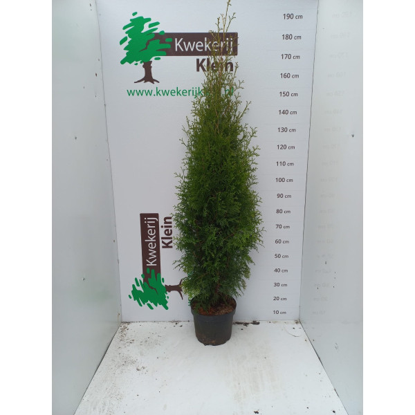 Thuja occidentalis Brabant - Levensboom