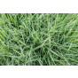 Plantpakket Grassen - 3.5-4m2