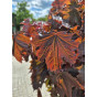 Acer plat. Crimson Sentry - Rode Noorse esdoorn