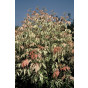 Acer negundo Flamingo - Bonte veder esdoorn - boom