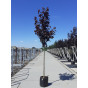 Acer platanoides 'Royal Red' - Roodbladige Noorse Esdoorn - boom