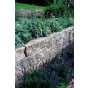 Achillea Moonshine - Duizendblad
