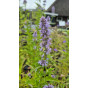 Agastache Blue Fortune - Dropplant
