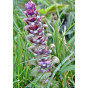 Ajuga reptans Alba - Kruipend Zenegroen