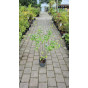 Amelanchier lamarckii - Krent