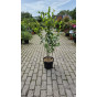 Aronia melanocarpa - Zwarte Appelbes