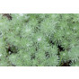 Artemisia schmidtiana Nana - Bijvoet