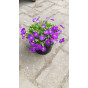 Aubrieta h. Hamburger Stadtpark - Blauwkussen