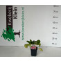 Bergenia Rotblum - Schoenlappersplant