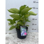 Hydrangea macr. Bodensee