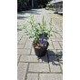Buddleja davidii Black Knight - Vlinderstruik