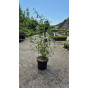 Buddleja davidii Royal Red - Vlinderstruik