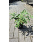Buddleja davidii White Profusion - Vlinderstruik