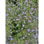 Calamintha n. Blue Cloud - Bergsteentijm