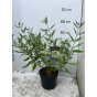 Caryopteris cland. Heavenly Blue - Caryopteris