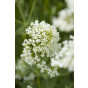 Centranthus ruber Albus - Spoorbloem