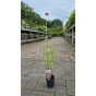 Centranthus ruber Coccineus - Spoorbloem