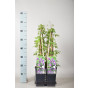 Clematis alpina | Bosrank
