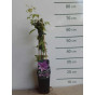 Bosrank - Clematis 'Hagley Hybrid'