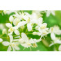Clematis mont. Alba | Bosrank