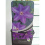 Bosrank - Clematis 'The President'