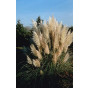 Pampasgras | Cortaderia