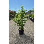 Corylus avellana - Hazelaar