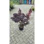 Cotinus cogg. Royal Purple | Pruikenboom