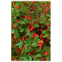 Cotoneaster franchettii - Dwergmispel