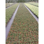 Cotoneaster pr. 'Queen of Carpets' - Dwergmispel