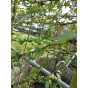 Crataegus monogyna - Eenstijlige Meidoorn - boom